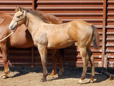 Honeysuckle Drift JW <BR> AQHA 6096633